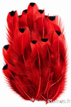 Fagiano di Colchide - 6-12 cm - rosso